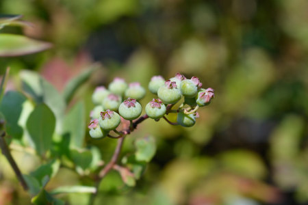Elliotts Blueberry branch with immature berries - Latin name - Vaccinium elliottiiの写真素材