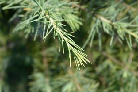 Deodar cedar branch - Latin name - Cedrus deodara