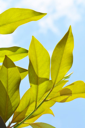 Southern magnolia leaves against blue sky - Latin name - Magnolia grandiflora