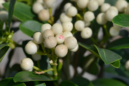 Skimmia branch with white berries - Latin name - Skimmia japonica OBerries Whiteの写真素材