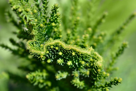 Cockscomb Japanese cedar branch - Latin name - Cryptomeria japonica Cristataの写真素材