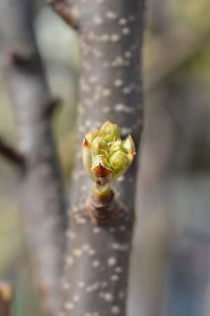 Japanese pear branch with flower buds - Latin name - Pyrus pyrifolia Hosui
