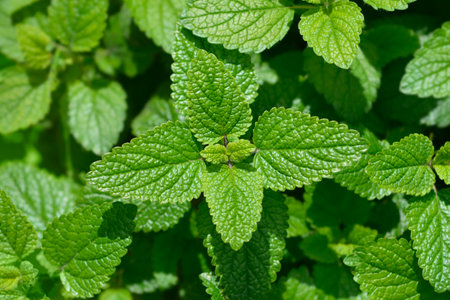 Lemon balm leaves - Latin name - Melissa officinalis