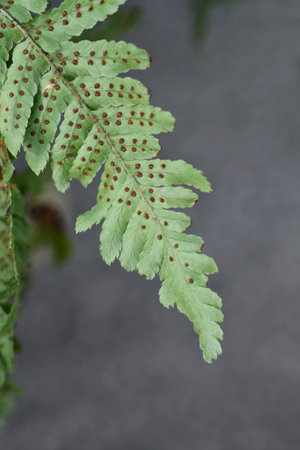 Koidzumis Autumn Fern leaf bottom - Latin name - Dryopteris erythrosora Koidzumiana