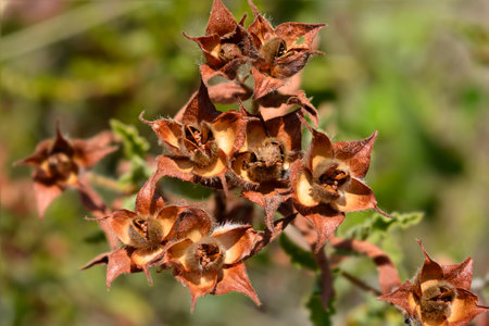 Hairy Rock-rose seed pods - Latin name - Cistus incanus