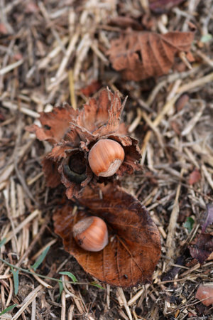 Hazelnuts on the ground - Latin name - Corylus avellana