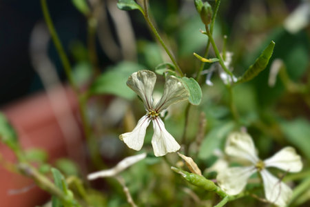 Salad rocket flowers - Latin name - Eruca vesicaria subsp. sativa