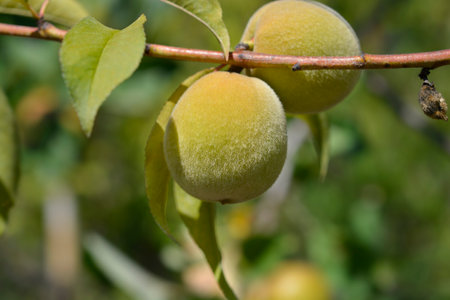 Peach tree branch with immature fruit - Latin name - Prunus persicaの写真素材
