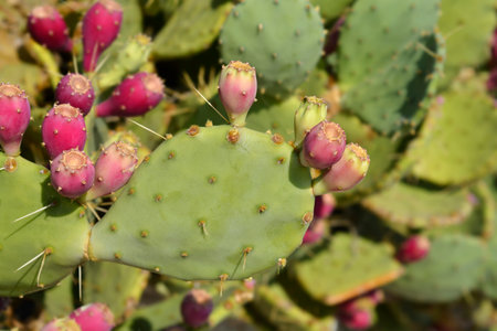 Indian fig opuntia fruit - Latin name - Opuntia ficus-indica