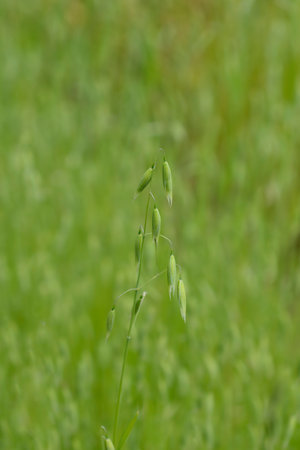 Common oat in the field - Latin name - Avena sativaの写真素材