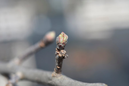 Apple branch with buds - Latin name - Malus domesticaの写真素材