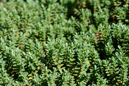 Shrubby veronica leaves - Latin name - Hebe Green Globe