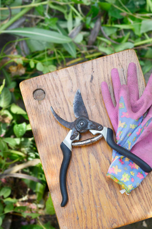Pruning shears and gloves on a wooden stool with trimmings on the ground behind