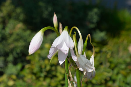 Orange River lily flowers - Latin name - Crinum bulbispermumの写真素材