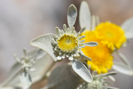 Inula flowers and leaves - Latin name - 	Inula verbascifolia