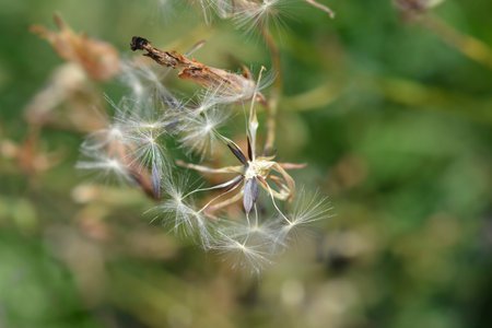 Blue lettuce seed head - Latin name - Lactuca perennis