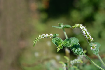 Pineapple mint flower - Latin name - Mentha suaveolensの写真素材