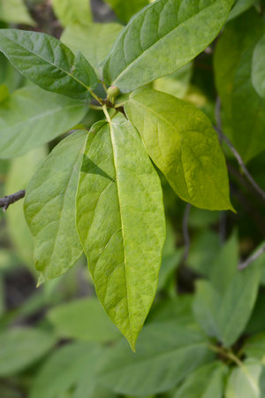 Japanese fig branch with green leaves - Latin name - Ficus erectaの写真素材