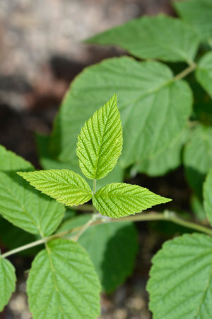 European red raspberry leaves - Latin name - Rubus idaeusの写真素材