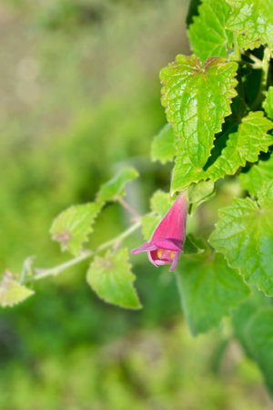 Creeping Gloxinia leaves and pink flower - Latin name - Lophospermum erubescensの写真素材