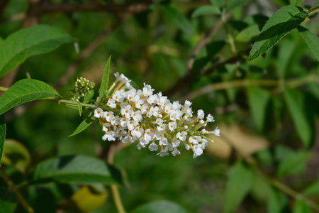 Summer lilac white flower - Latin name - Buddleja davidii