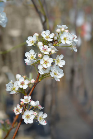 Pear tree branch with white flowers - Latin name - Pyrus communis Jelkaの写真素材