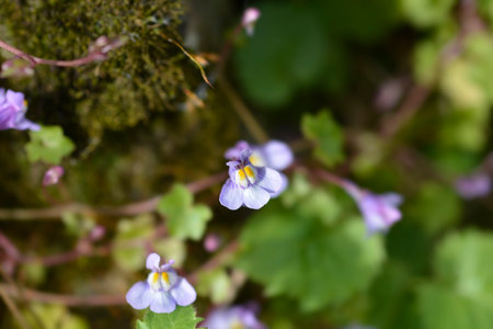 Kenilworth Ivy small flowers - Latin name - Cymbalaria muralisの写真素材