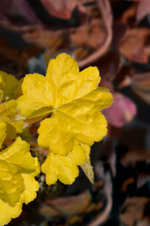 Coral Bells yellow leaves - Latin name - Heucheraの写真素材