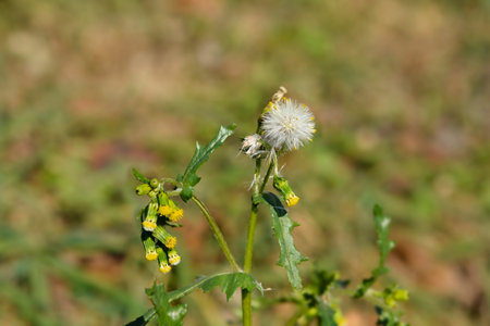 Common groundsel flowers and seed heads - Latin name - Senecio vulgarisの写真素材
