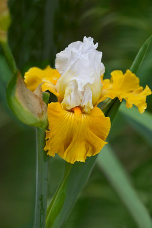Tall bearded iris yellow and white flowers - Latin name - Iris barbata elatiorの写真素材