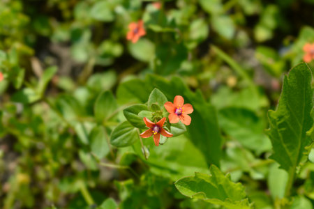 Scarlet pimpernel flowers - Latin name - Lysimachia arvensisの写真素材
