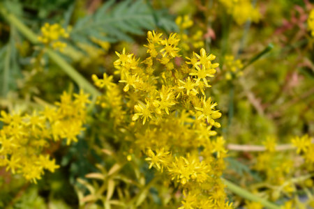 Rock stonecrop yellow flowers - Latin name - Petrosedum rupestre Angelinaの写真素材