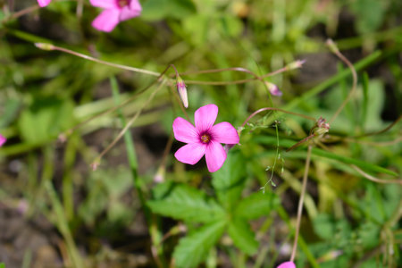 Pink wood sorrel flowers - Latin name - Oxalis articulataの写真素材