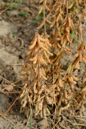 Field of soybean plants - Latin name - Glycine maxの写真素材