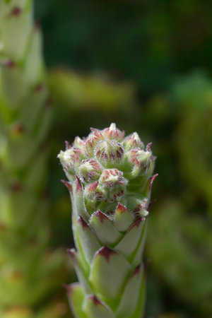 Common houseleek flower buds - Latin name - Sempervivum tectorumの写真素材