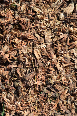A ground covered in dry hazelnut husksの写真素材