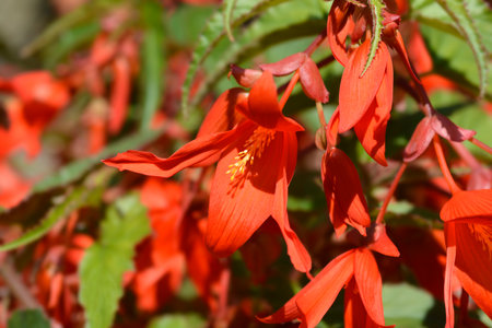 Begonia red flowers - Latin name - Begonia boliviensis Santa Cruzの写真素材
