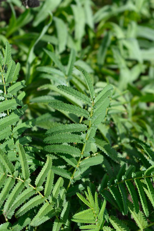 White oriental burnet leaves - Latin name - Sanguisorba tenuifolia Albaの写真素材