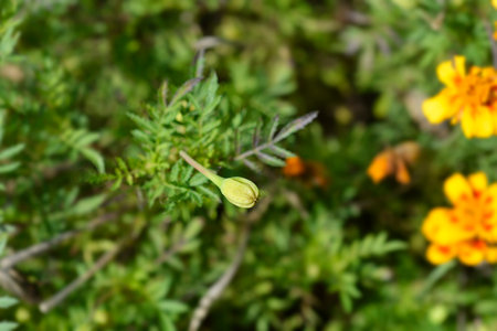 French marigold flower bud - Latin name - Tagetes patula Linnaeusの写真素材