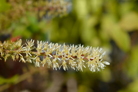 Virginia sweetspire flower - Latin name - Itea virginicaの写真素材