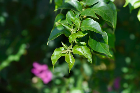 Bougainvillea branch with green leaves - Latin name - Bougainvillea hybridsの写真素材