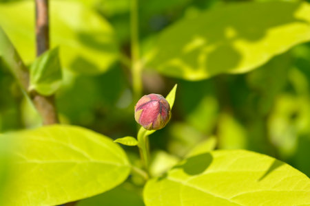 Sweetshrub branch with flower bud - Latin name - Calycanthus Aphroditeの写真素材