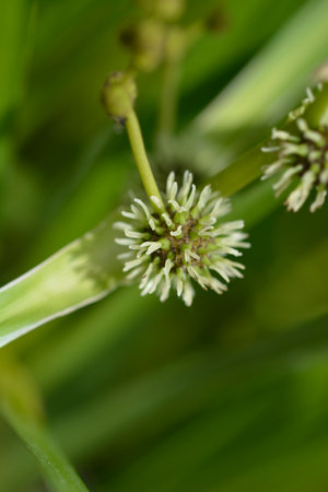 Branched bur-reed flower - Latin name - Sparganium erectumの写真素材