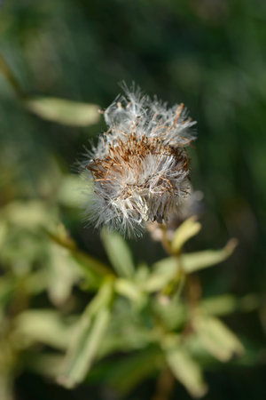 Straw flower hairy seed head - Latin name - Xerochrysum bracteatumの写真素材