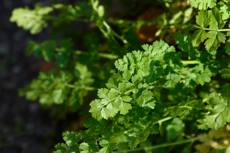 Narrow-leaved water-dropwort leaves - Latin name - Oenanthe silaifoliaの写真素材