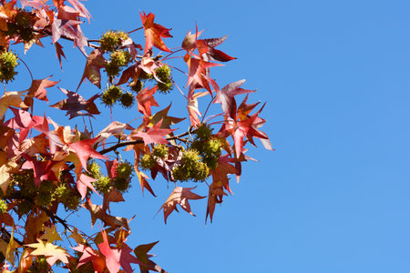 American sweetgum branches with autumn leaves and seeds - Latin name - Liquidambar styracifluaの写真素材