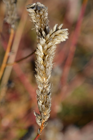 Cockscomb seed pods - Latin name - Celosia argenteaの写真素材