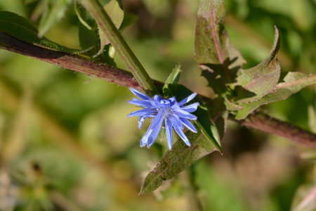 Endive flower - Latin name - Cichorium endiviaの写真素材