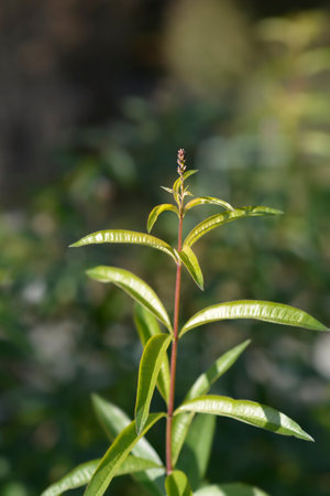 Lemon verbena leaves and flower buds - Latin name - Aloysia citriodoraの写真素材