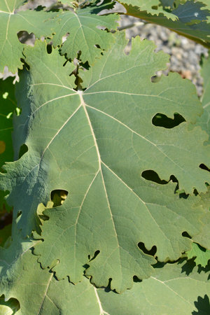 Plume poppy leaves - Latin name - Macleaya cordata